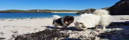 Mixed Breed dogs for sale: Gorgeous Pomeranian × Japanese Spitz Puppies in Falkirk - Advert 14