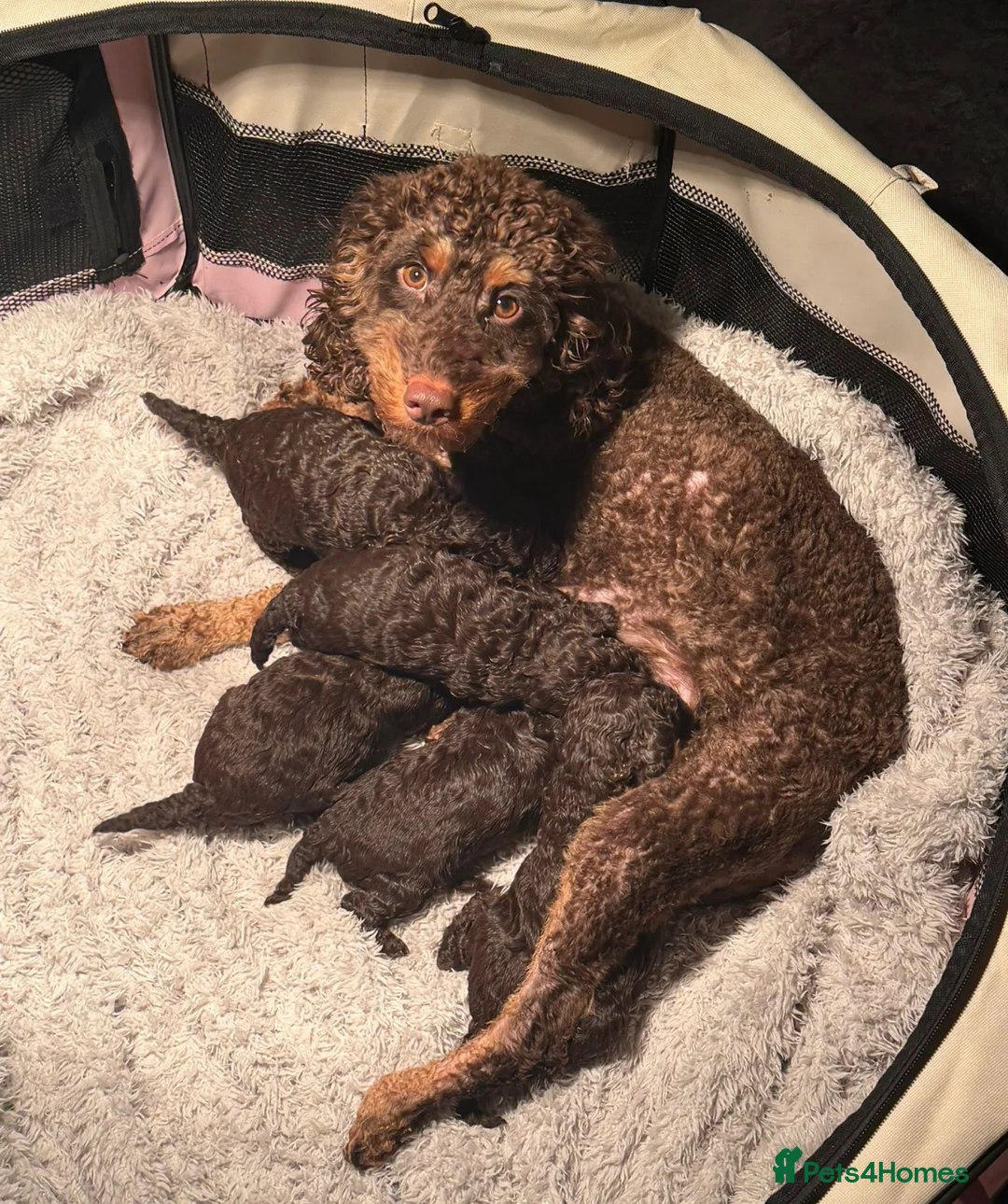 Cockapoo dogs for sale: Stunning cockapoos - Advert 2