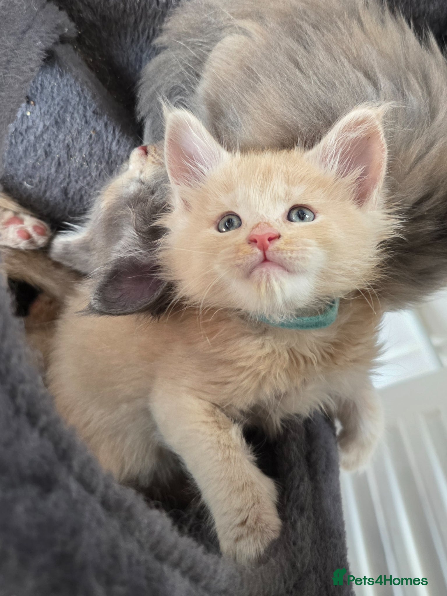 Maine Coon cats Maine coon pedigree kittens  - Advert 8