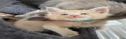 Maine Coon cats for sale: Maine coon pedigree kittens  - Advert 4