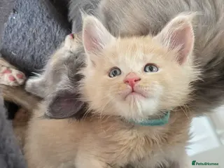 Maine Coon cats Maine coon pedigree kittens - Advert 8