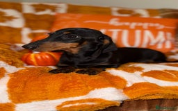 Miniature Dachshund dogs for sale: 🩷🩷 Two Beautiful KC girls🩷🩷 - Image 8