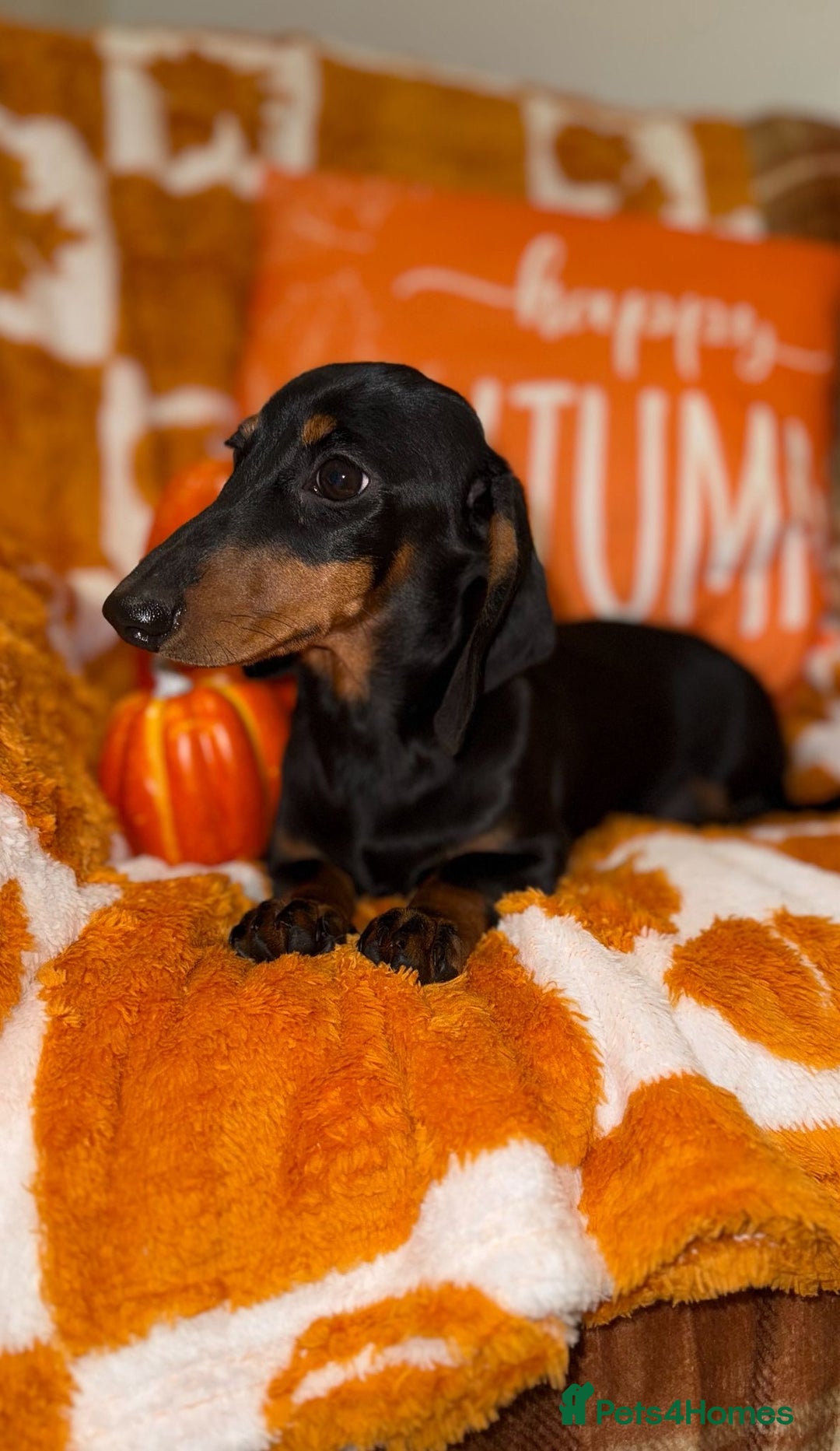 Miniature Dachshund dogs for sale: 🩷🩷 Two Beautiful KC girls🩷🩷 - Image 8