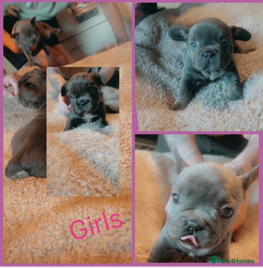 French Bulldog dogs for sale: French bulldog for sale  - Image 4
