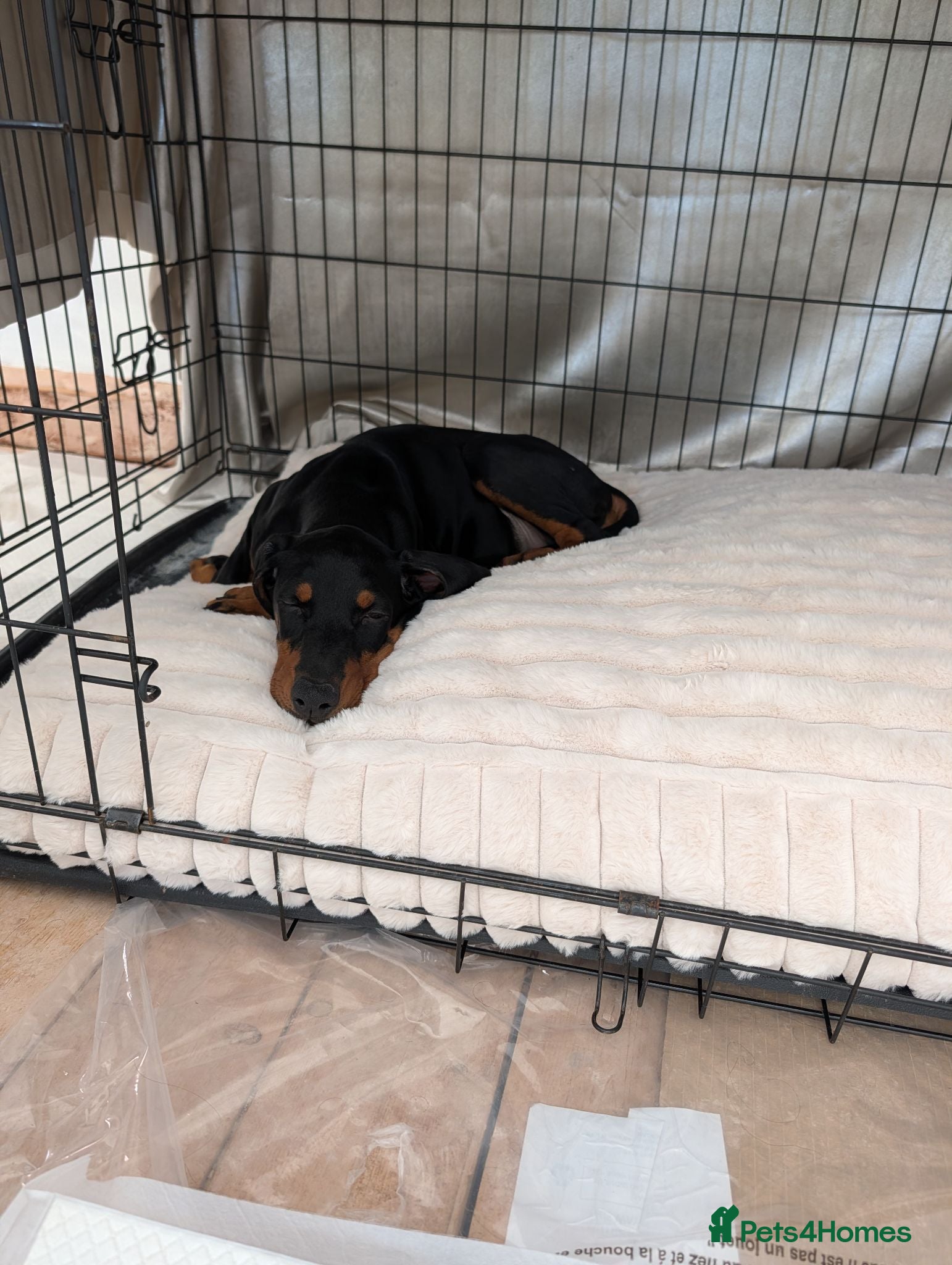 Dobermann dogs Doberman female puppy  - Advert 1