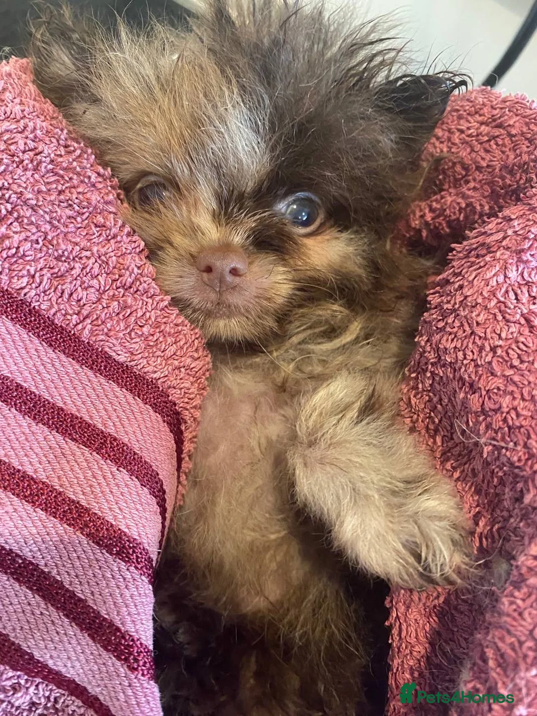 Pomeranian dogs for stud: STUD Chocolate and Tan Merle Blue Eyes Puppy Size in Guildford - Advert 29