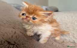 Exotic cats for sale: SHOW QUALITY GCCF REGISTERED KITTENS - Image 1
