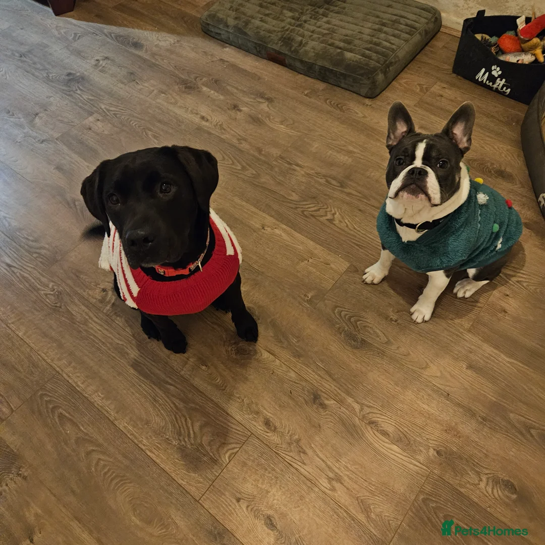 French Bulldog dogs for sale: French bulldog puppy 8 months old - Advert 8
