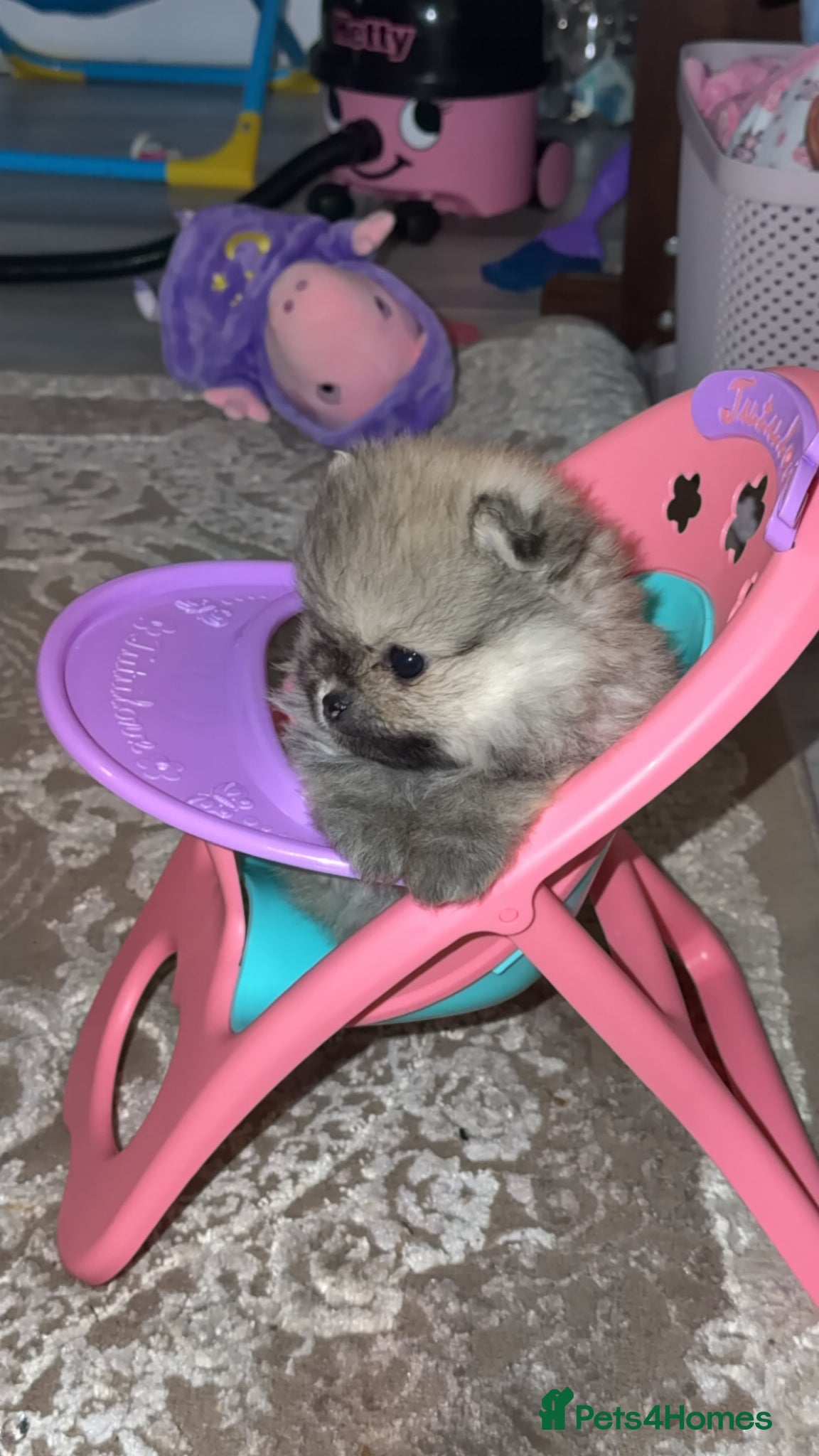 Pomeranian dogs TINY TEDDY BEAR POMERANIAN GIRL  - Advert 1