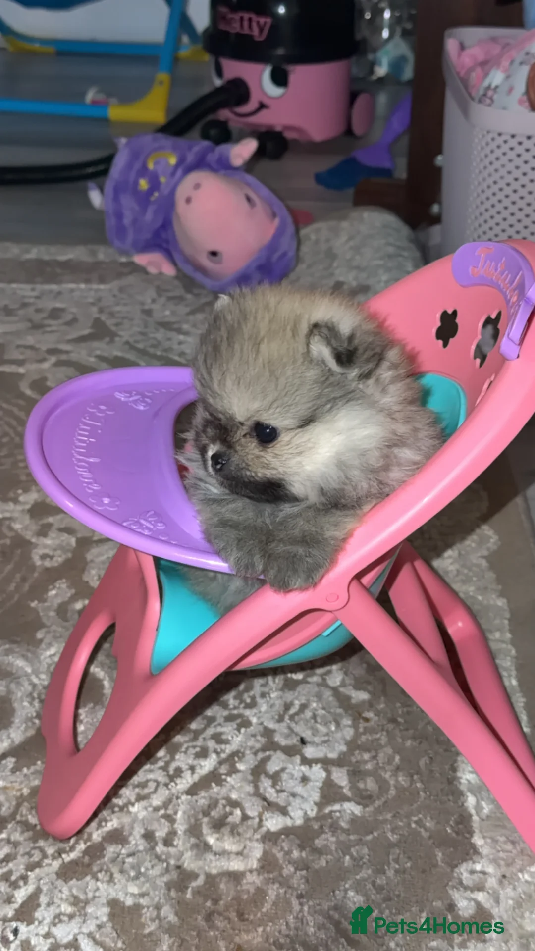 Pomeranian dogs for sale: TINY TEDDY BEAR POMERANIAN GIRL  - Advert 2
