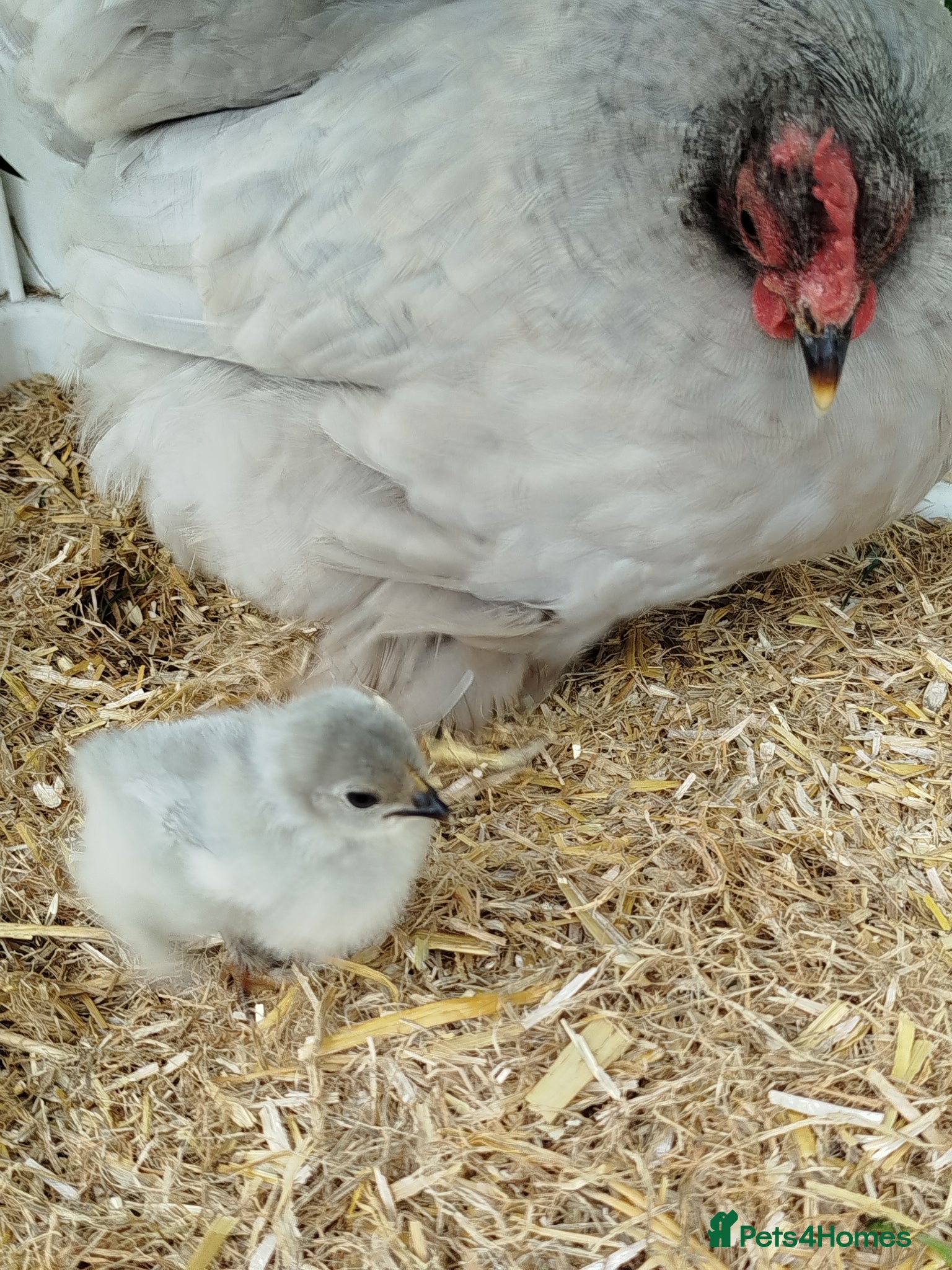 Chickens poultry Pekin Bantam Hatching Eggs For Sale - Advert 1