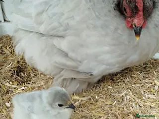 Chickens poultry Pekin Bantam Hatching Eggs For Sale - Advert 1