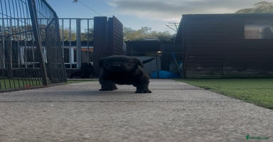 Cockerdor dogs - Advert 3