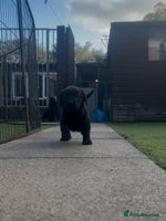 Cockerdor dogs - Advert 13