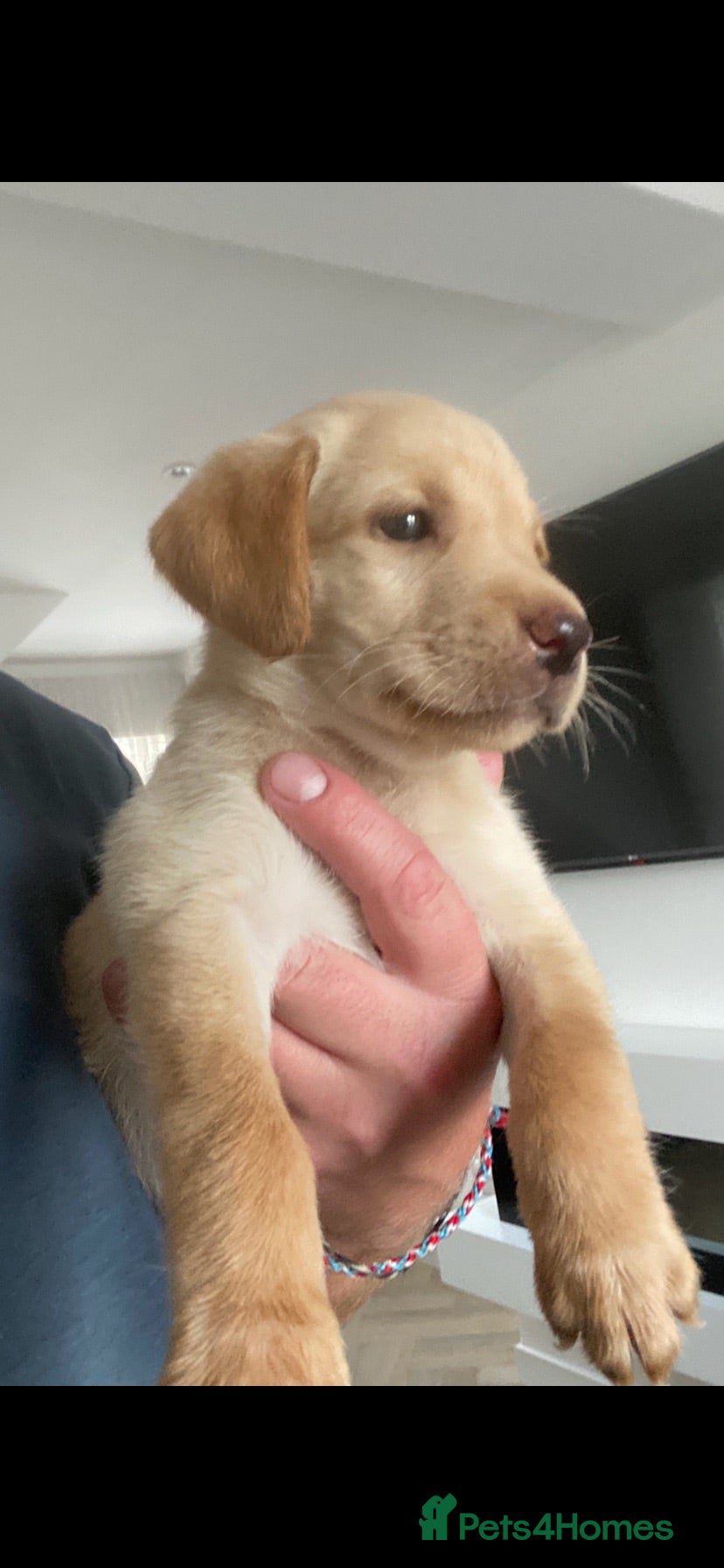 Labrador Retriever dogs Full Pedigree KC Labrador Retreiver Pups  - Advert 2