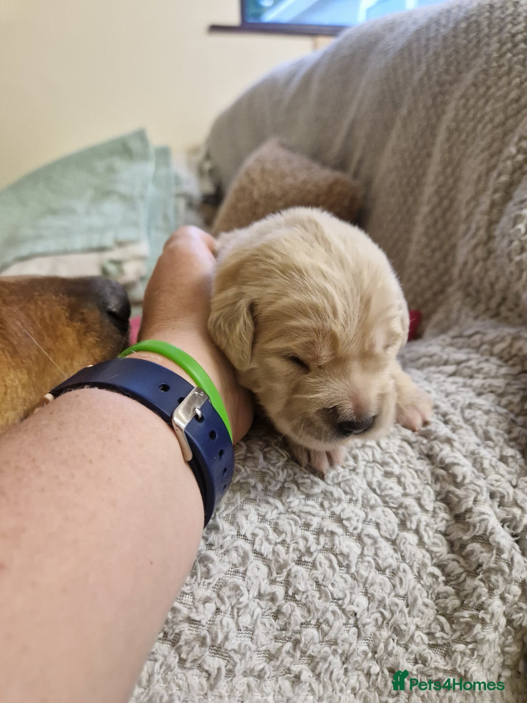 Golden Retriever dogs for sale: Golden retrievers Northern Ireland  - Advert 5