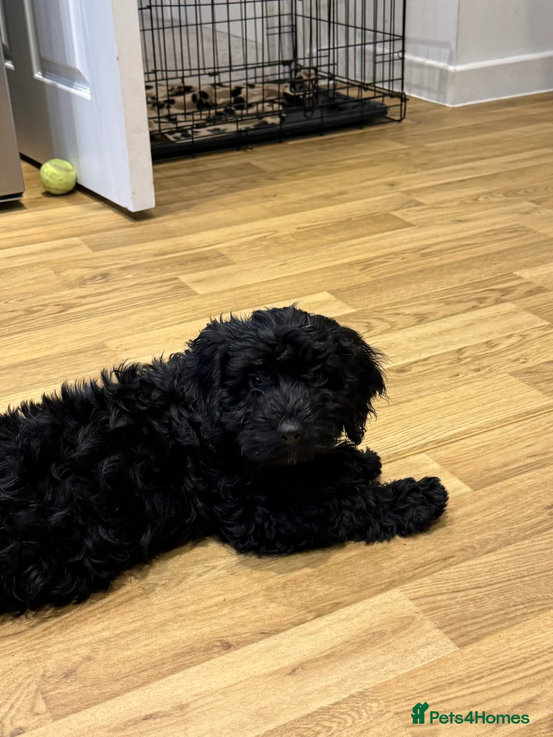 Mixed Breed dogs for sale: 2 Black Girls Left - Cockapoo Puppies  - Advert 1
