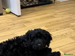 Mixed Breed dogs 2 Black Girls Left - Cockapoo Puppies ready now - Advert 6