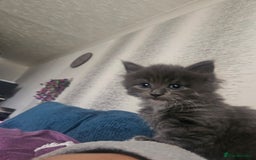 British Longhair cats for sale: 5 little kittens  - Advert 4
