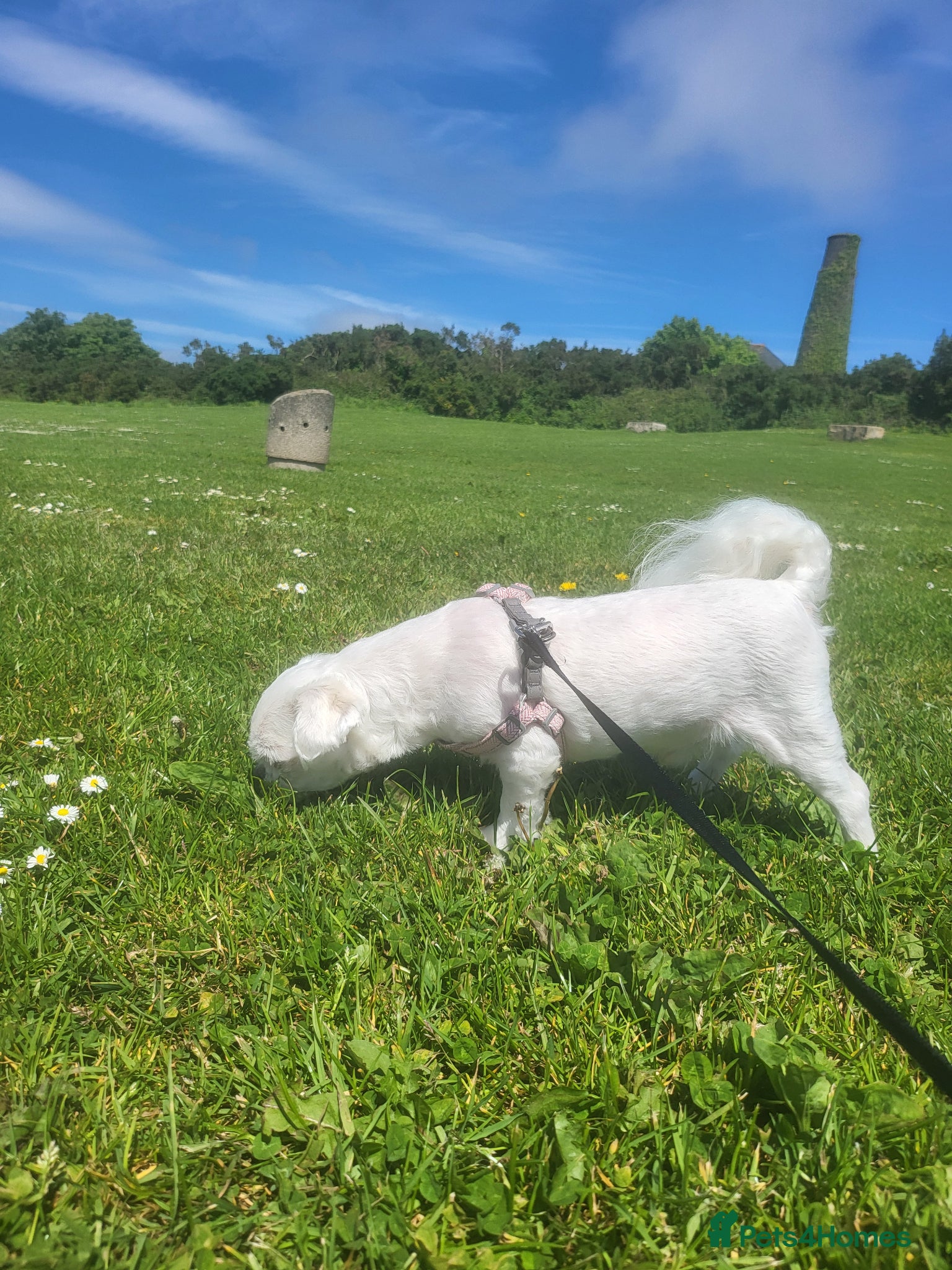 Bichon Frise dogs for sale: Korean Bison very small boy. - Advert 5