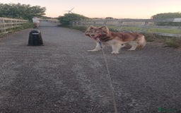 Mixed Breed dogs for sale: Simba  - Image 2