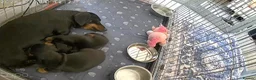 Miniature Dachshund dogs for sale: Miniature dachshund  - Advert 3