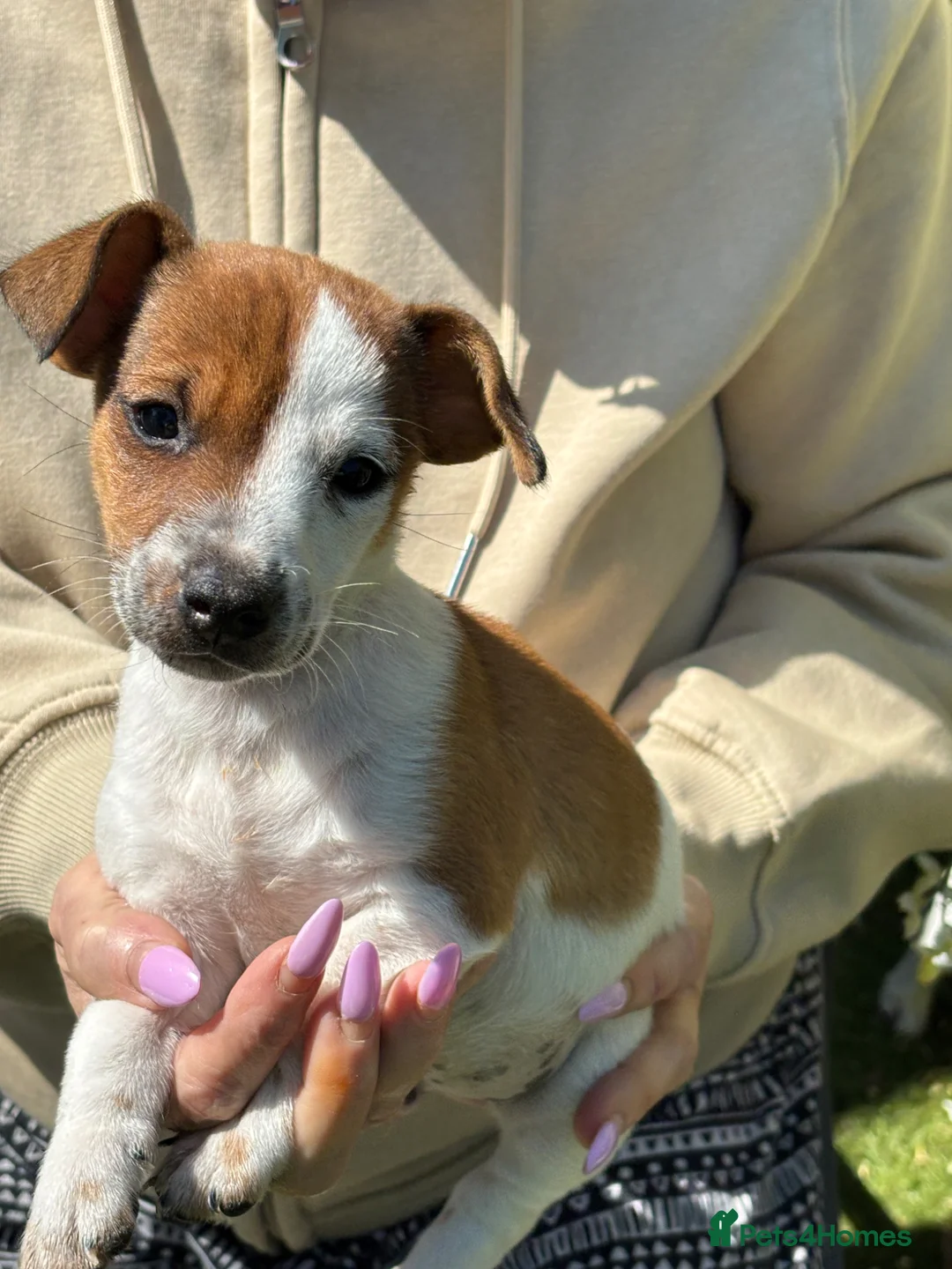 Jack Russell dogs for sale: Jack Russel Puppies READY to LEAVE NOW  in Camberley - Advert 19