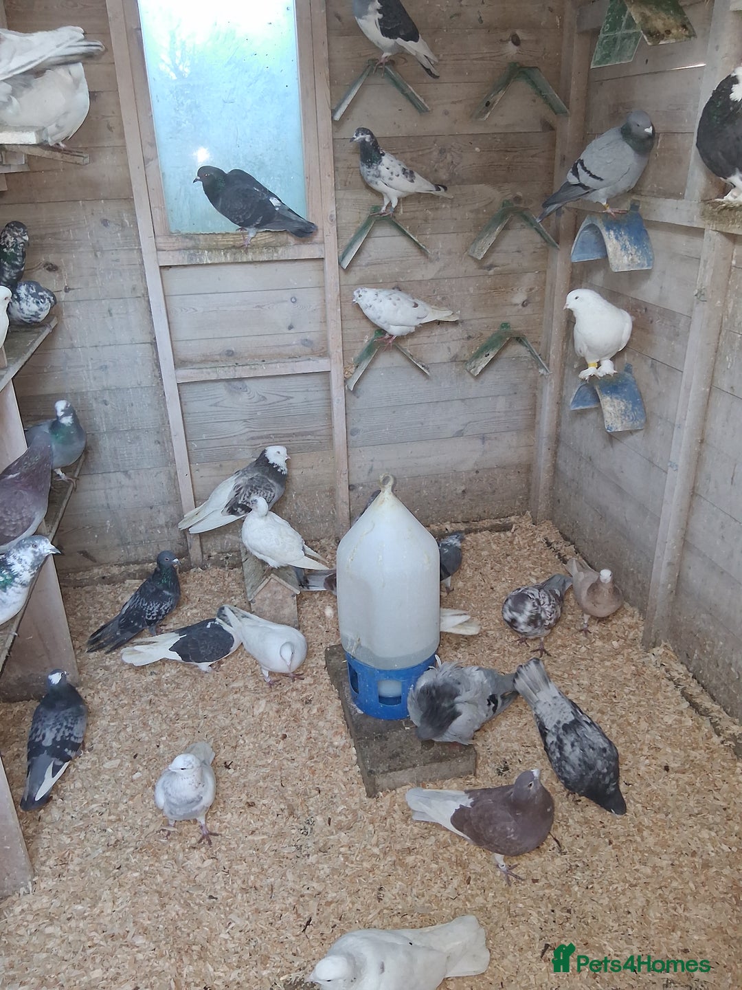 Mixed Breed birds for sale: Fancy pigeons  - Advert 3