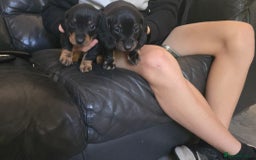 Dachshund dogs for sale: 💖💙💙 puppies 🐶  - Image 4