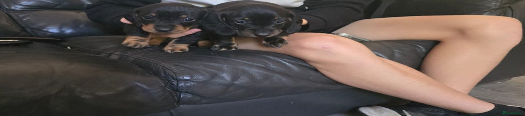 Dachshund Puppy 2