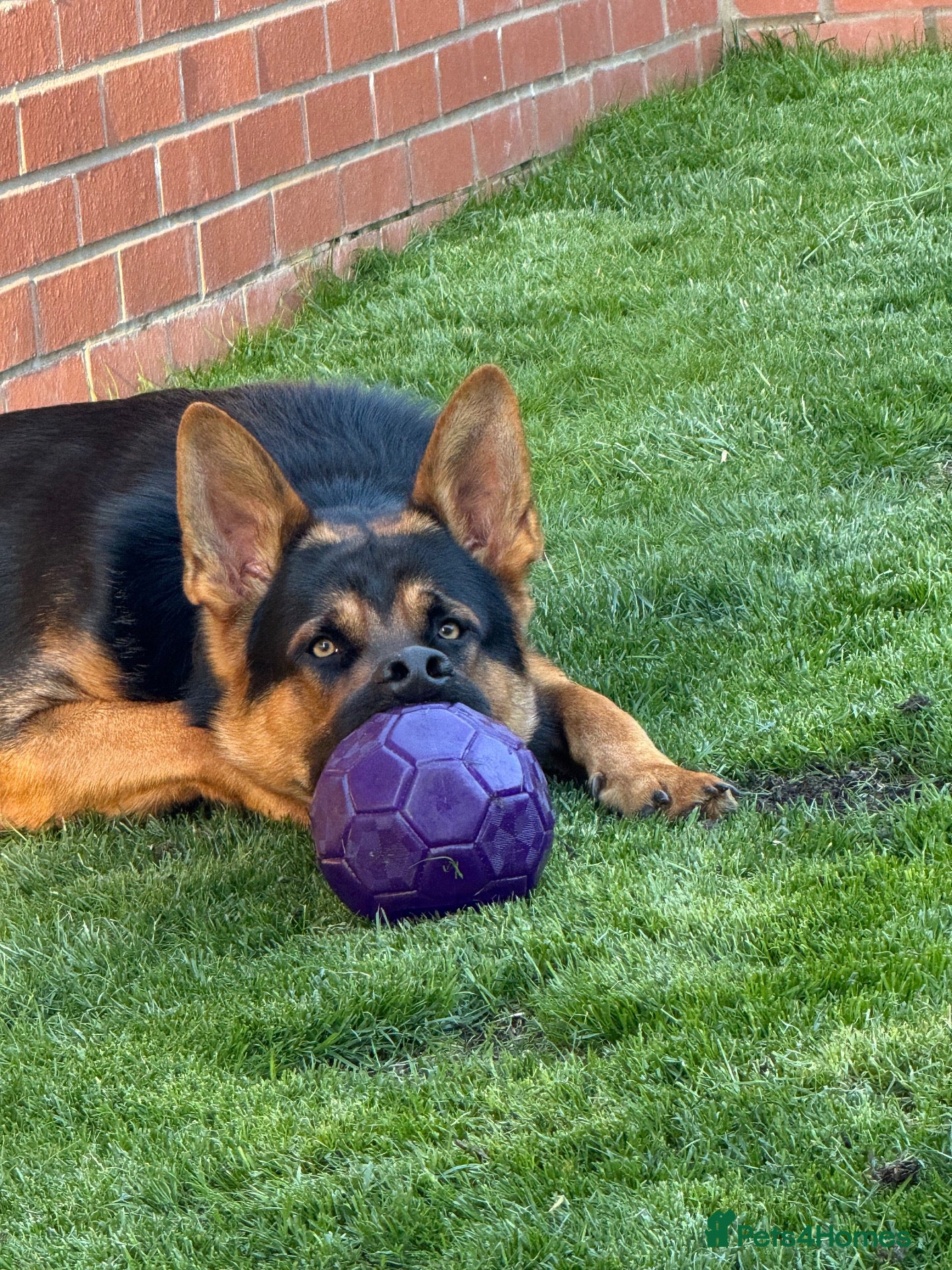German Shepherd dogs Stunning 2.5yo Working line German Shepherd stud - Advert 1