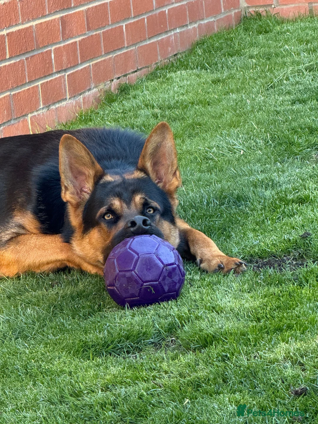 German Shepherd dogs for stud: Stunning 2.5yo Working line German Shepherd stud in Chesterfield - Advert 1