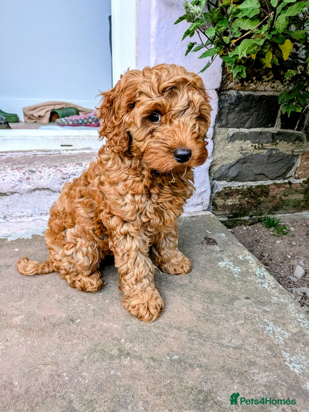 Cockapoo dogs for sale: *ONLY ONE BOY LEFT* Red Cockapoos - Advert 2