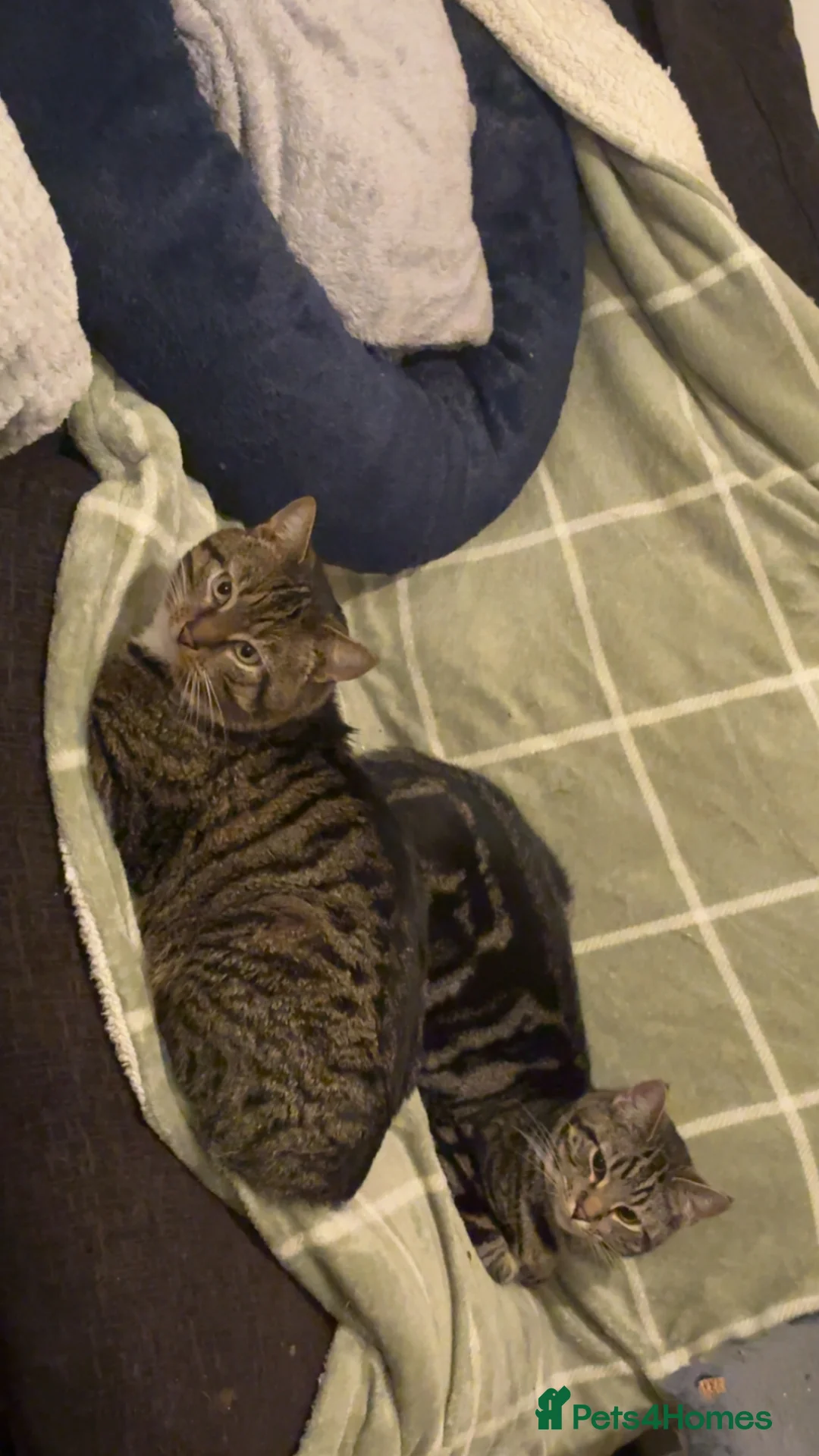 Mixed Breed cats for sale: Cats 🧡 - Advert 2