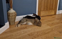 Continental Giant rabbits for sale: Giant continental cross  - Image 10
