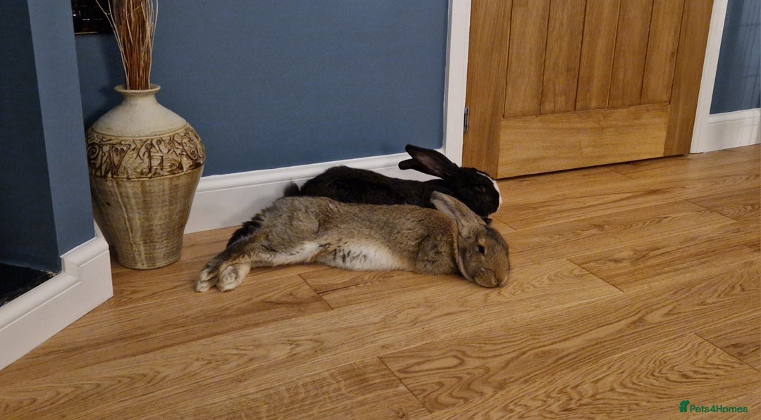 Continental Giant rabbits for sale: Giant continental cross  - Image 10