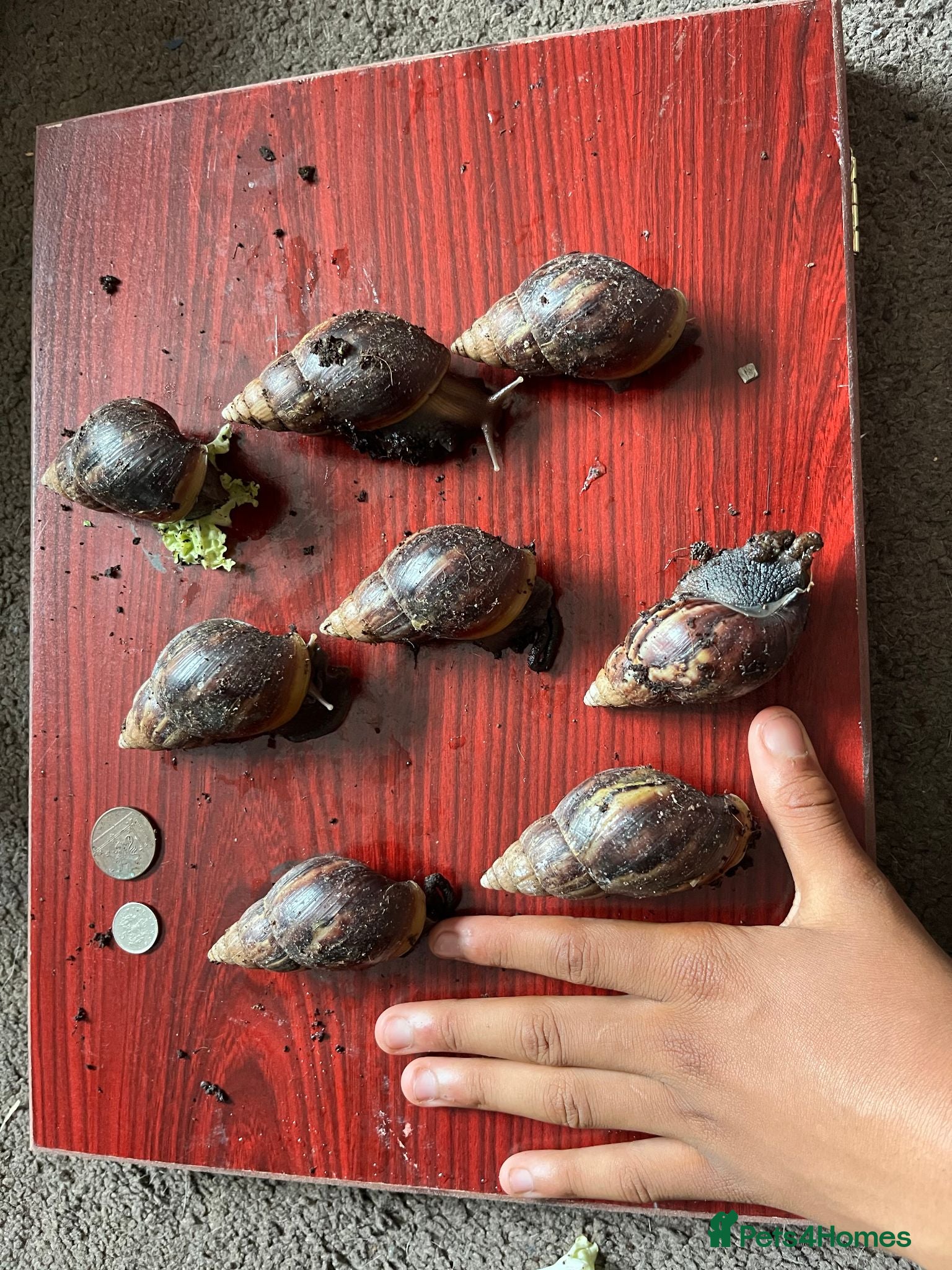 Snails invertebrates Giant African land snails large juveniles. - Advert 1