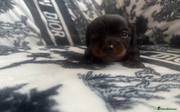Miniature Dachshund dogs for sale: 3 Beautiful miniature longhair dachshund puppies - Image 22
