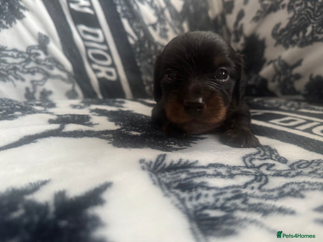 Miniature Dachshund dogs for sale: 3 Beautiful miniature longhair dachshund puppies - Image 22