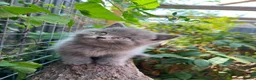 British Shorthair cats for sale: Stunning litter of x7 British short hair kittens  - Advert 1