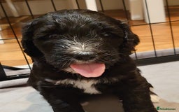 Sheepadoodle dogs for sale: F1 sheepadoodle girls - Image 5
