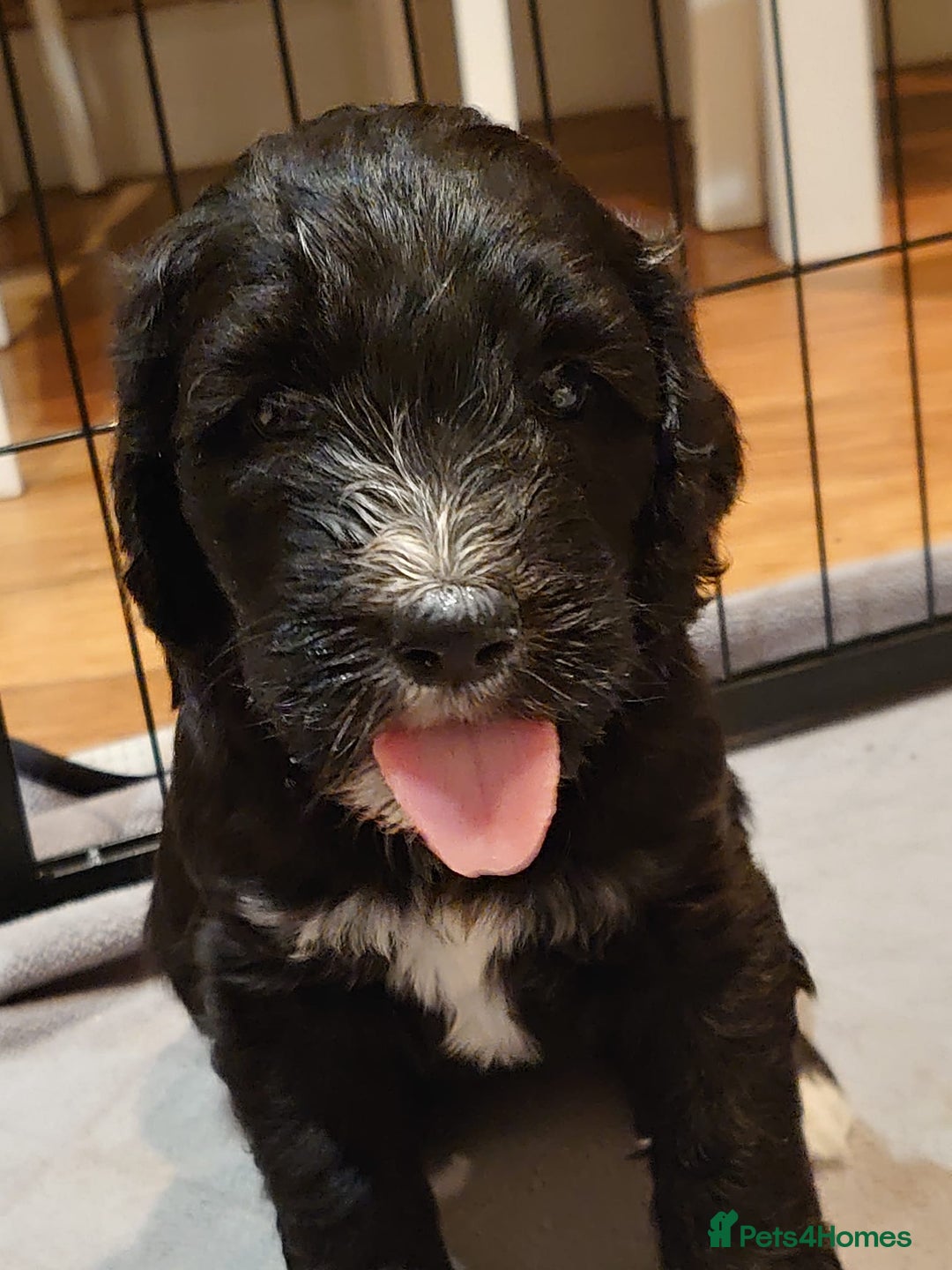 Sheepadoodle dogs for sale: F1 sheepadoodle girls - Image 5