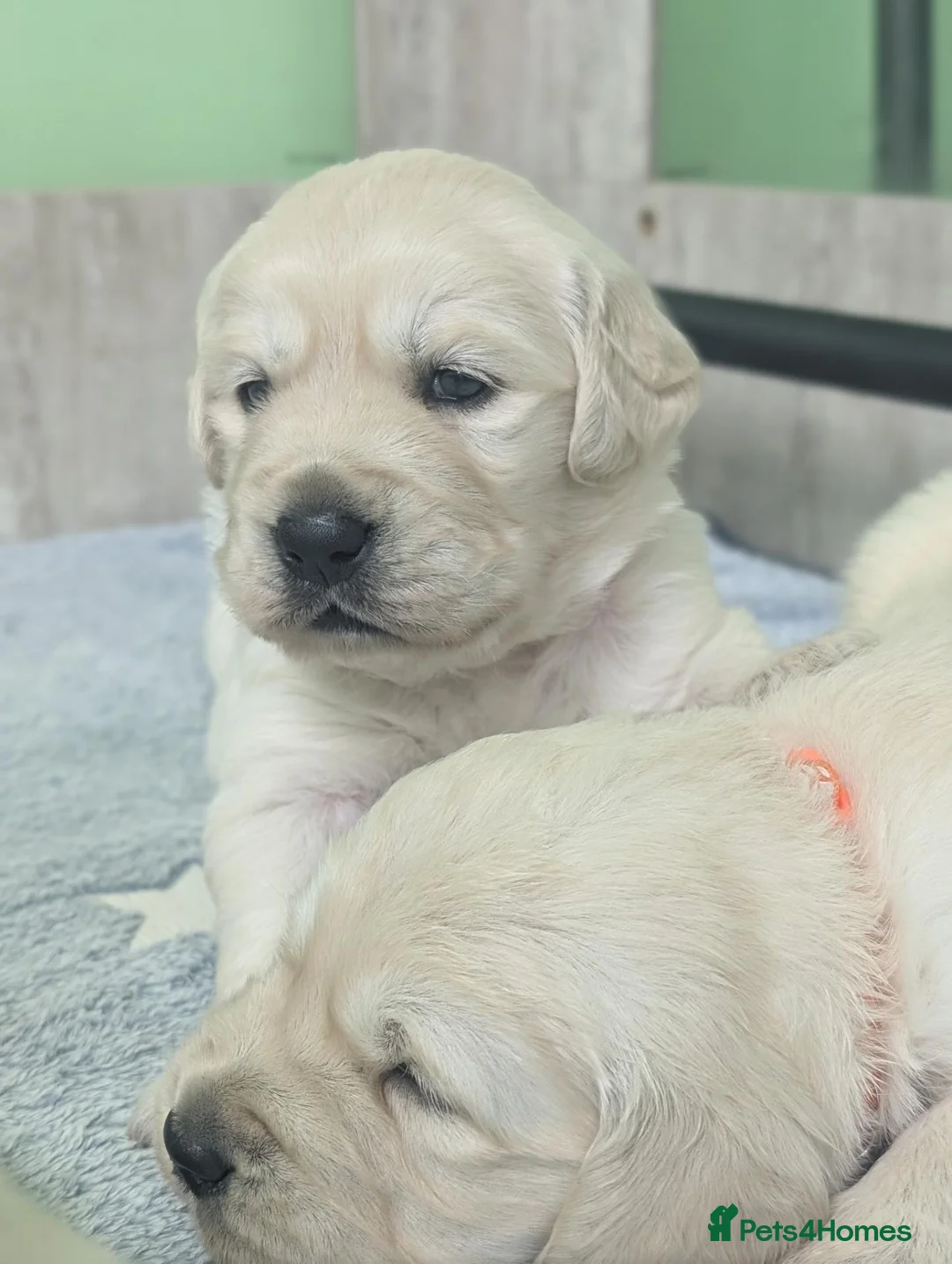 Golden Retriever dogs for sale: Bella’s Golden Gems - Advert 2