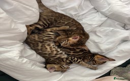 Bengal cats for sale: Bengal kittens  - Image 9