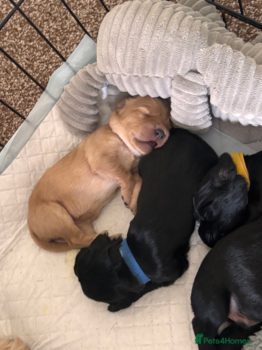 Cocker Spaniel dogs for sale: Cocker spaniel puppies for sale  - Image 23