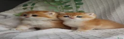 British Shorthair cats for sale: Golden NY12 Boys Champion & Tested Lines 🧸 - Advert 12