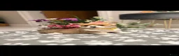 Welsh Corgi Pembroke dogs for sale: Pembroke Welsh corgi pups - Advert 15