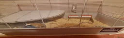 Hamster rodents for sale: Syrian hamster and cage  - Advert 6