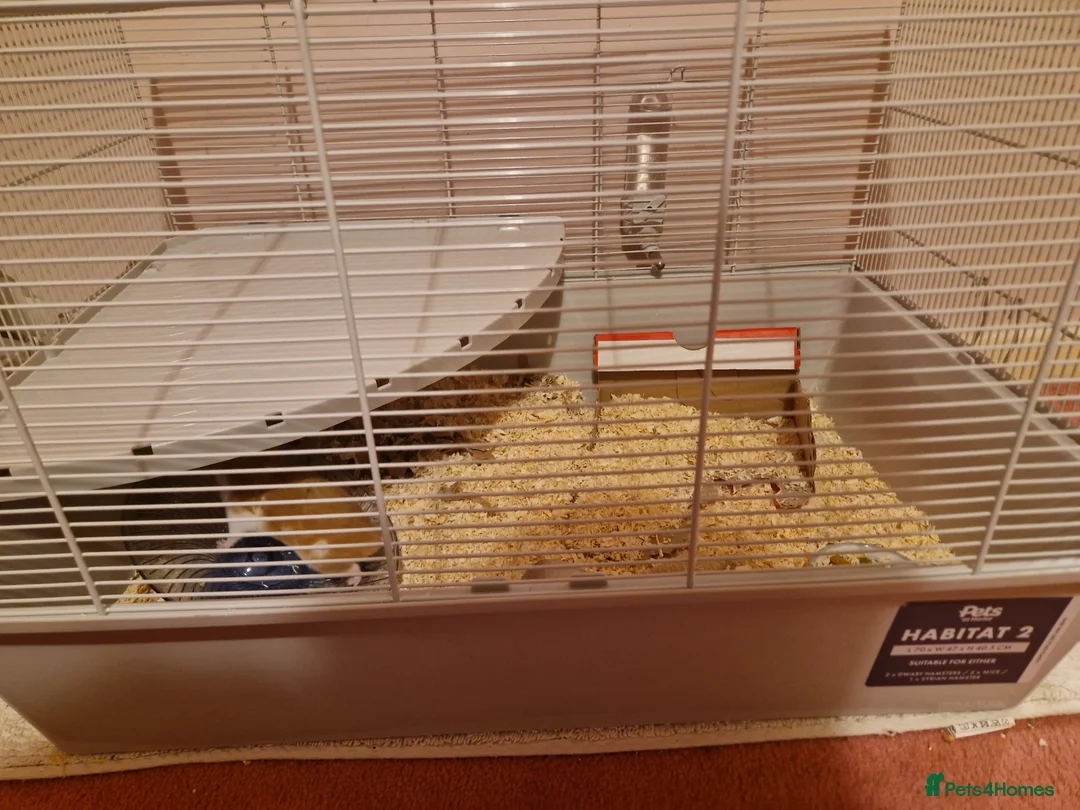 Hamster rodents for sale: Syrian hamster and cage  - Advert 6
