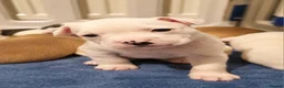 Mixed Breed dogs for sale: Loving Staffy x American Bulldog Pups - Ready Now  - Advert 36